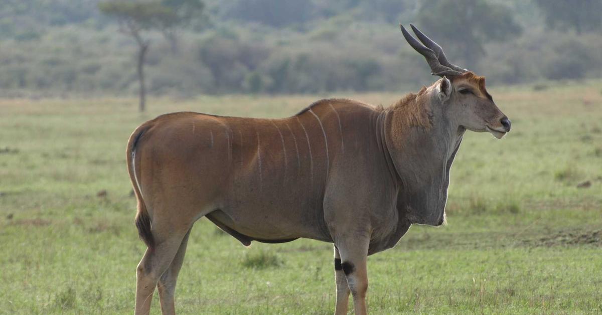 Image showcasing the Eland, known in Indonesia as Eland.