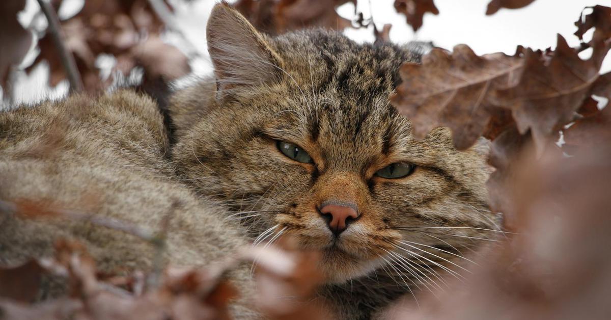 Photograph of the unique European Wildcat, known scientifically as Felis catus silvestris.