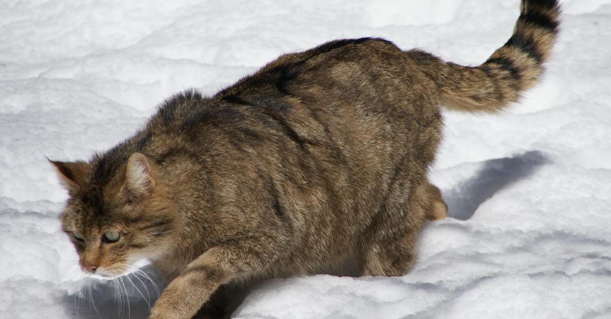 Close encounter with the European Wildcat, scientifically called Felis catus silvestris.