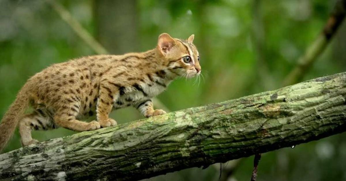 Image of the European Wildcat (Felis catus silvestris), popular in Indonesia as Kucing Hutan Eropa.