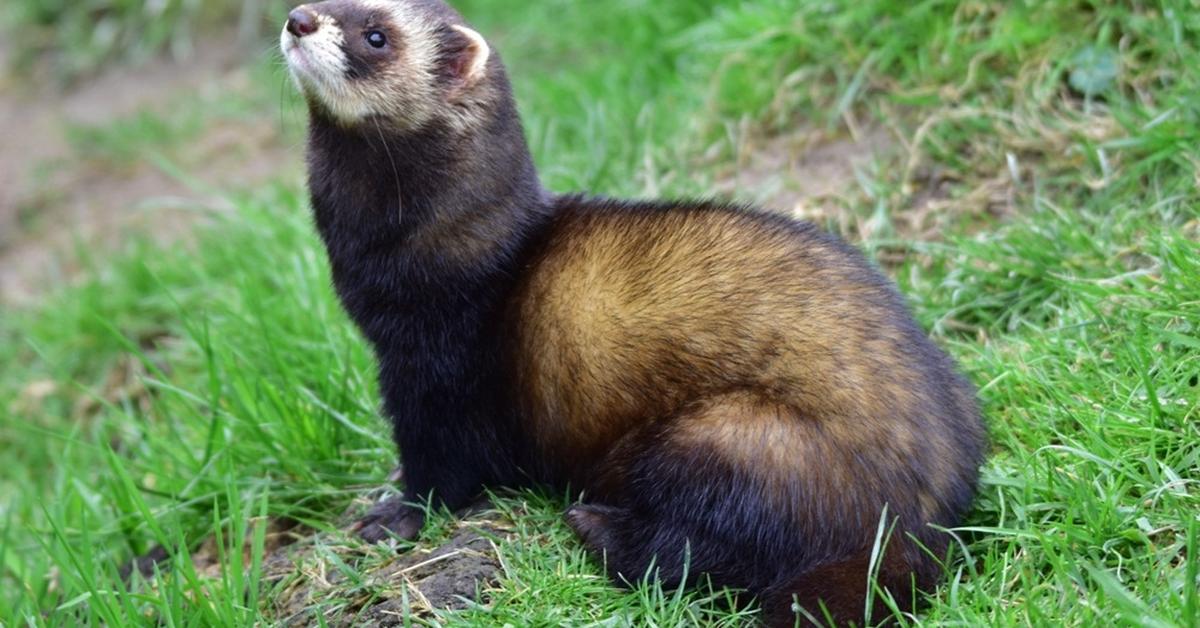 Portrait of a European Polecat, a creature known scientifically as Mustela putorius.