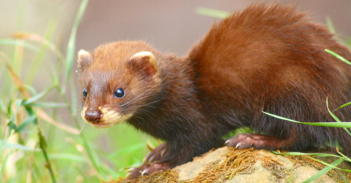 Splendid image of the European Polecat, with the scientific name Mustela putorius.