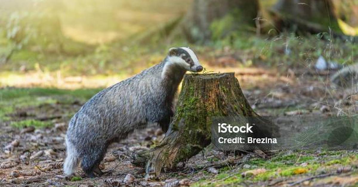 The European Polecat in its natural beauty, locally called Musang Eropa.