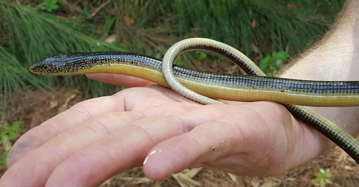 Captivating view of the Eastern Glass Lizard, known in Bahasa Indonesia as Kadal Kaca Timur.