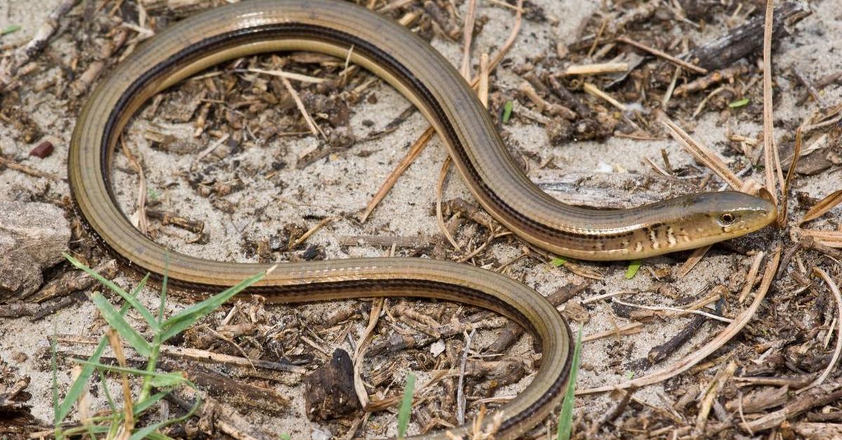 Elegant Eastern Glass Lizard in its natural habitat, called Kadal Kaca Timur in Indonesia.