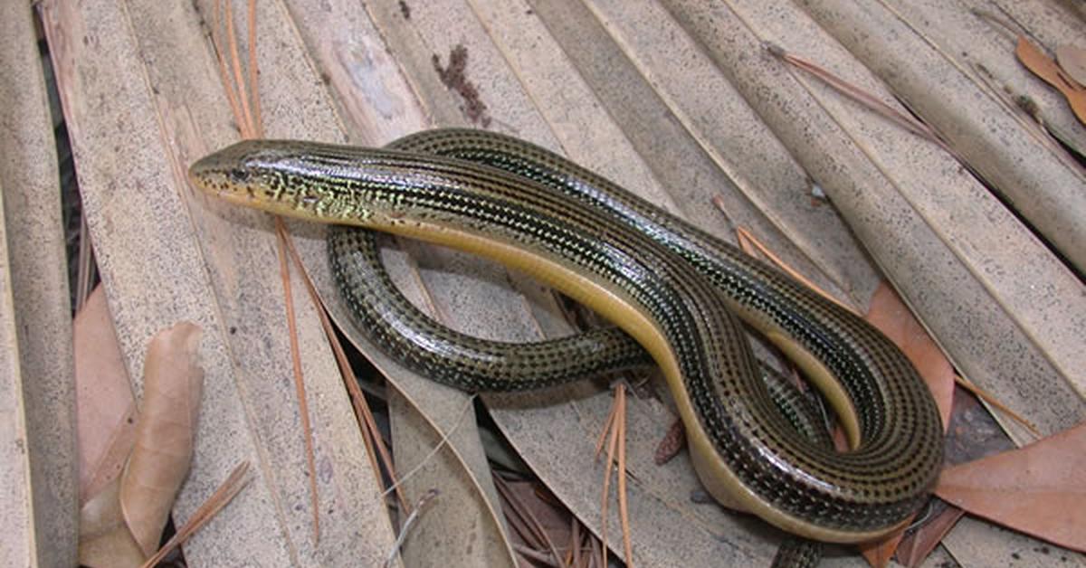 Natural elegance of the Eastern Glass Lizard, scientifically termed Ophisaurus ventralis.