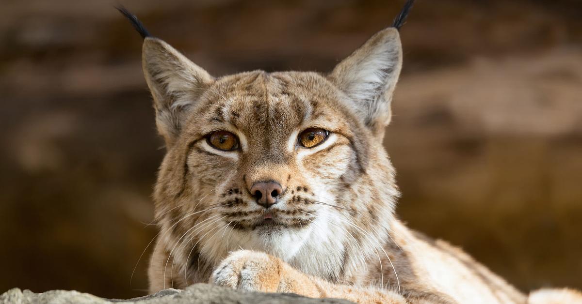 Image showcasing the Eurasian Lynx, known in Indonesia as Lynx Eropa.