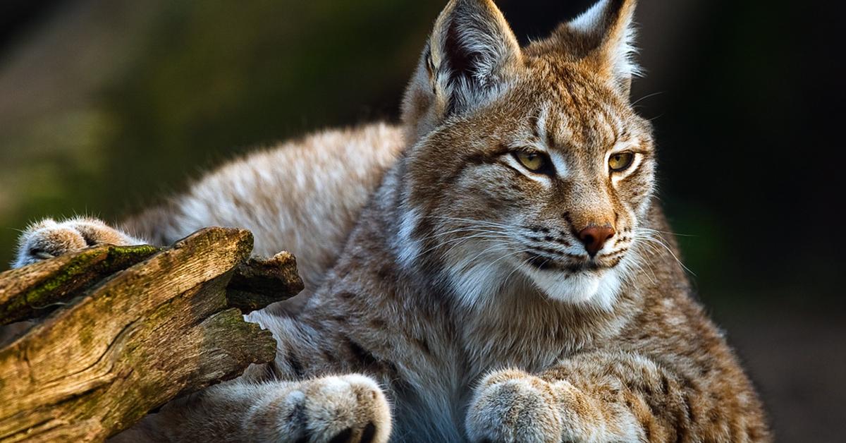 The Eurasian Lynx in its natural beauty, locally called Lynx Eropa.