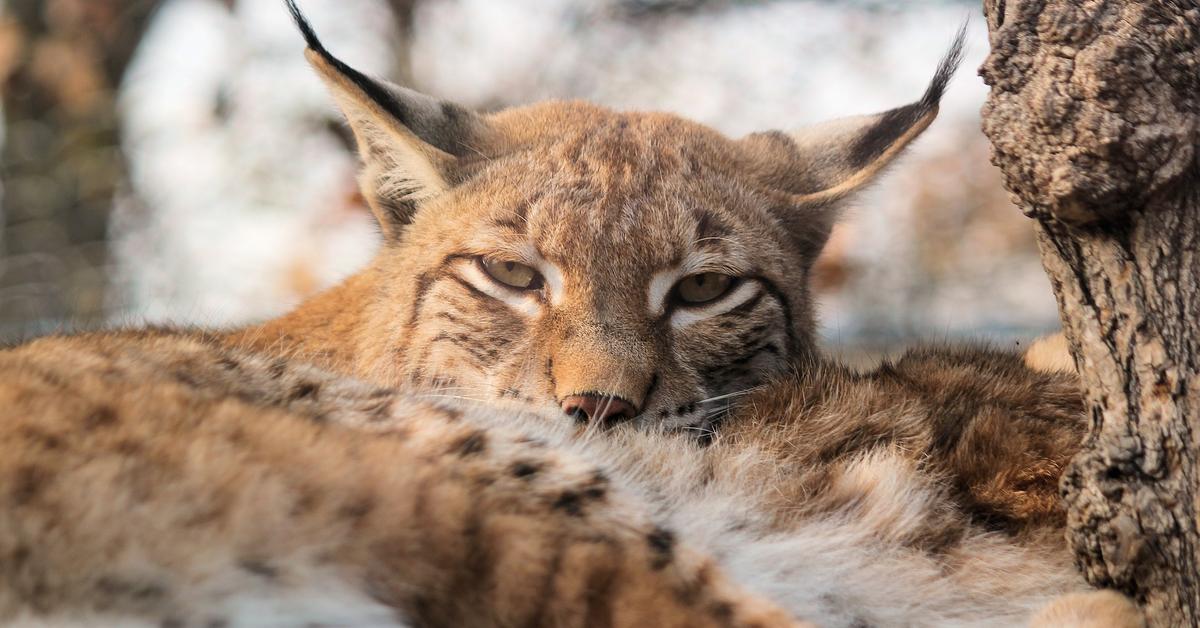 Charming view of the Eurasian Lynx, in Indonesia referred to as Lynx Eropa.