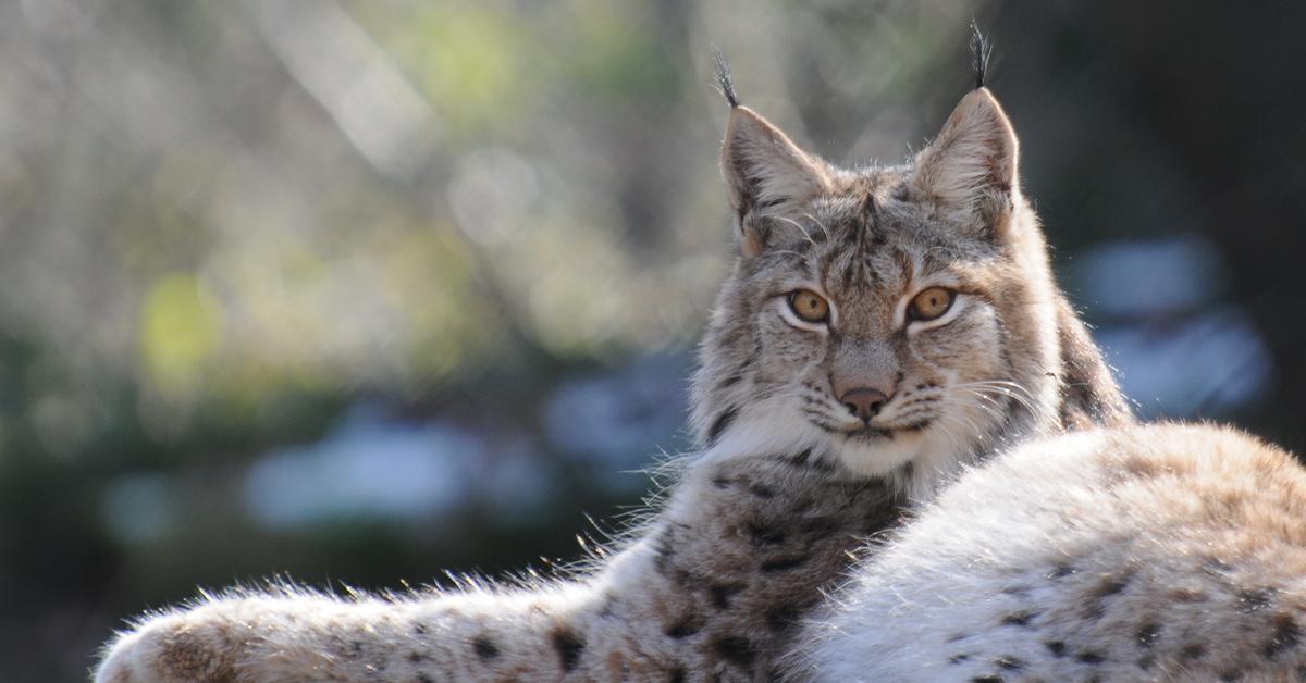 Enchanting Eurasian Lynx, a species scientifically known as Lynx lynx.