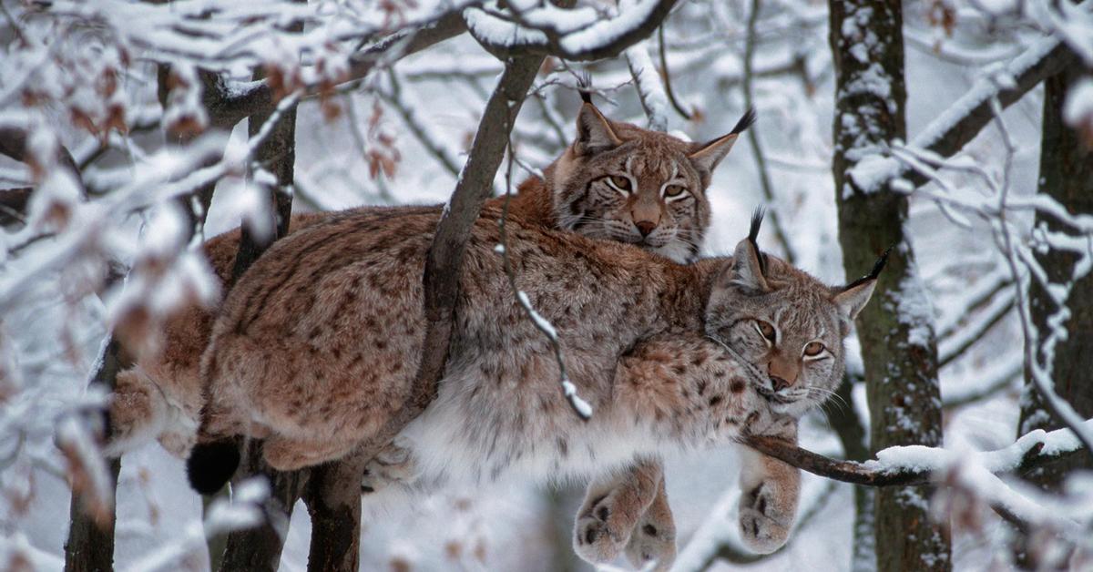 Vivid image of the Eurasian Lynx, or Lynx Eropa in Indonesian context.