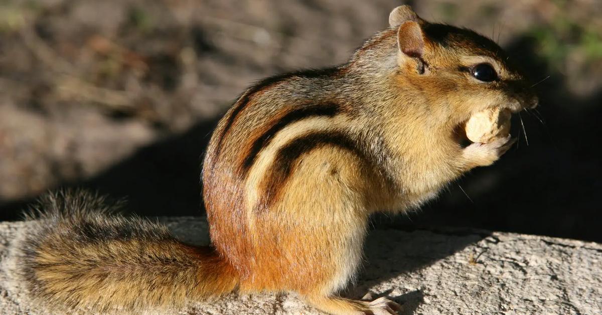 Splendid image of the Eastern Chipmunk, with the scientific name Tamias striatus.