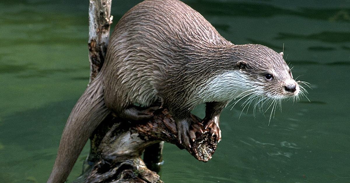 Charming view of the Eurasian Beaver, in Indonesia referred to as Berang-Berang Eurasia.