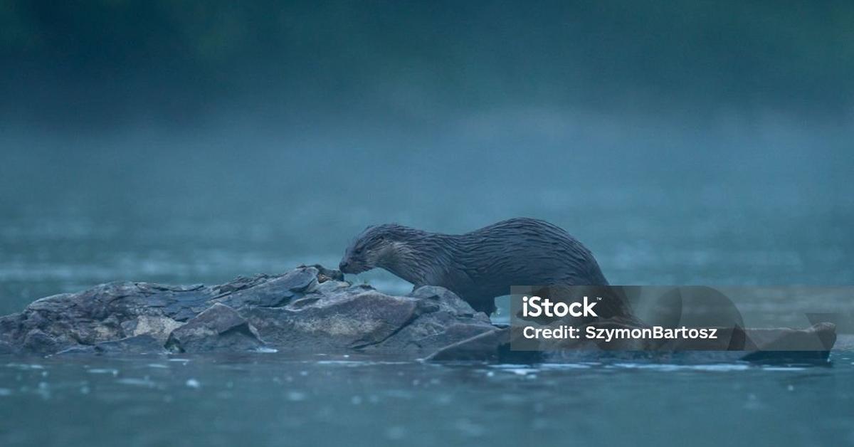 Captured moment of the Eurasian Beaver, in Indonesia known as Berang-Berang Eurasia.