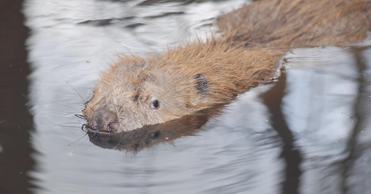 Close-up view of the Eurasian Beaver, known as Berang-Berang Eurasia in Indonesian.