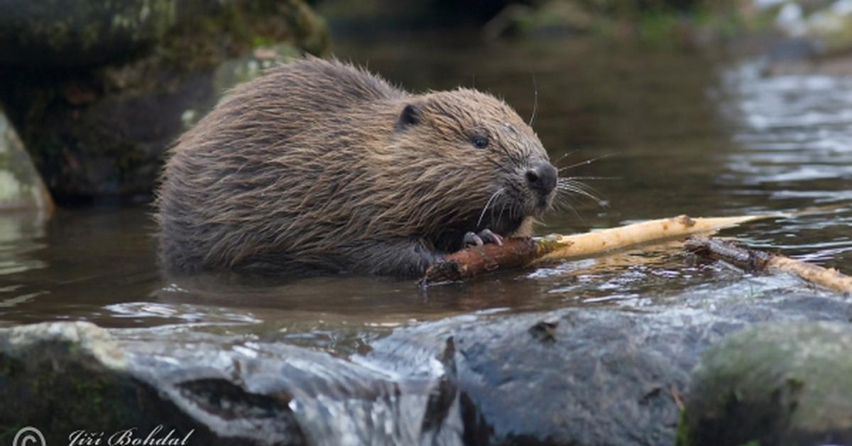 Enchanting Eurasian Beaver, a species scientifically known as Castor fiber.