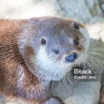 Vibrant snapshot of the Eurasian Beaver, commonly referred to as Berang-Berang Eurasia in Indonesia.