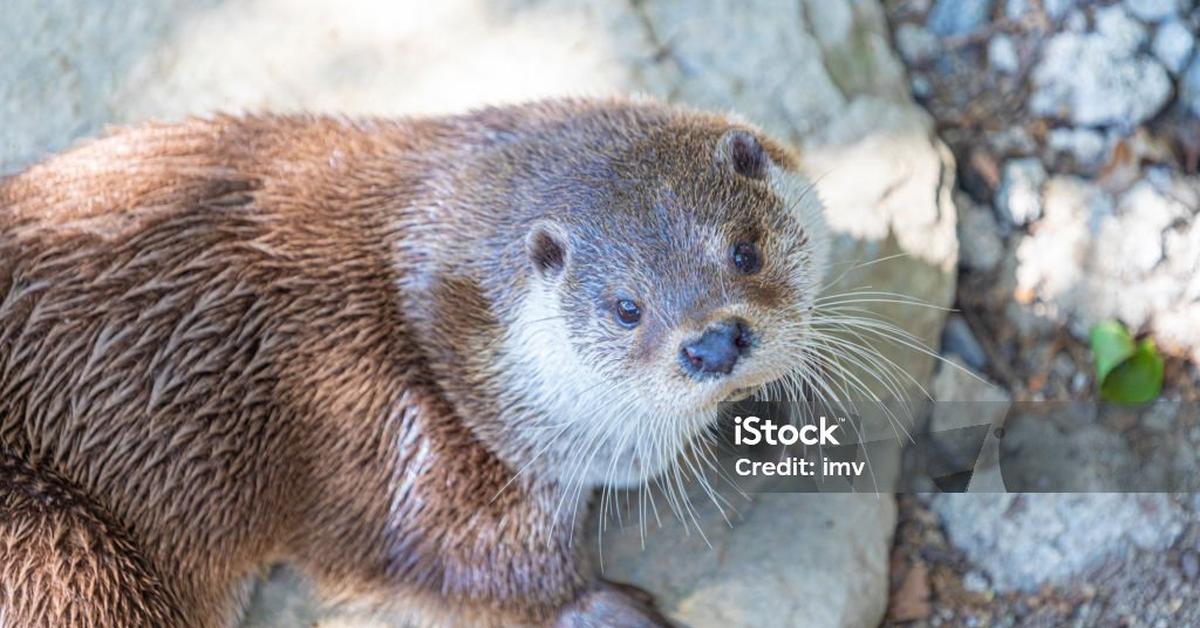 Vibrant snapshot of the Eurasian Beaver, commonly referred to as Berang-Berang Eurasia in Indonesia.