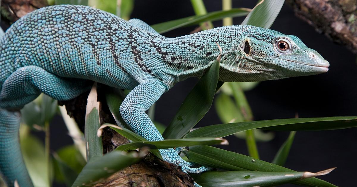 The fascinating Emerald Tree Monitor, scientifically known as Varanus prasinus.