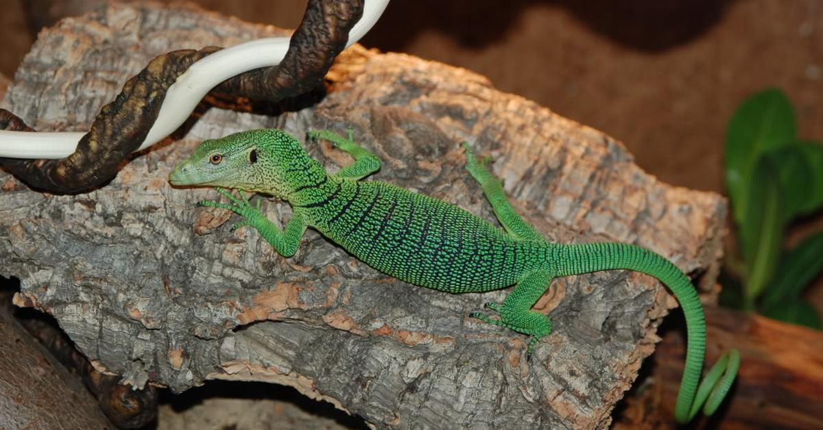 Captivating view of the Emerald Tree Monitor, known in Bahasa Indonesia as Monitor Pohon Zamrud.