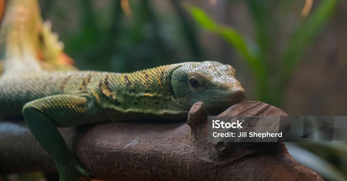 Elegant Emerald Tree Monitor in its natural habitat, called Monitor Pohon Zamrud in Indonesia.