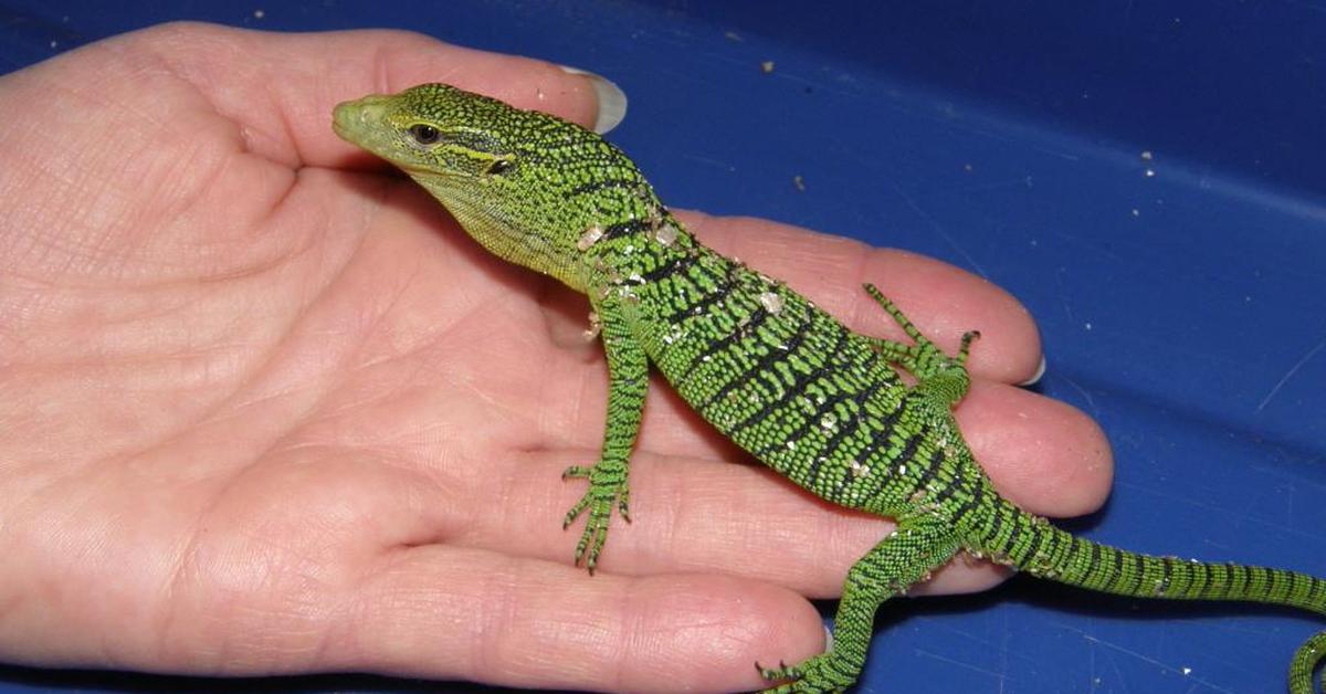 Elegant portrayal of the Emerald Tree Monitor, also known as Varanus prasinus.