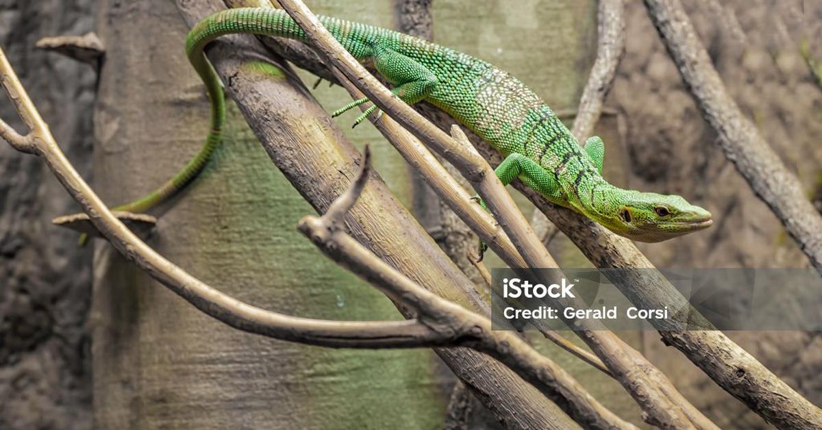 A beautiful representation of the Emerald Tree Monitor, scientifically Varanus prasinus.