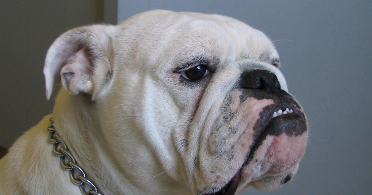Photogenic English Bulldog, scientifically referred to as Canis lupus.