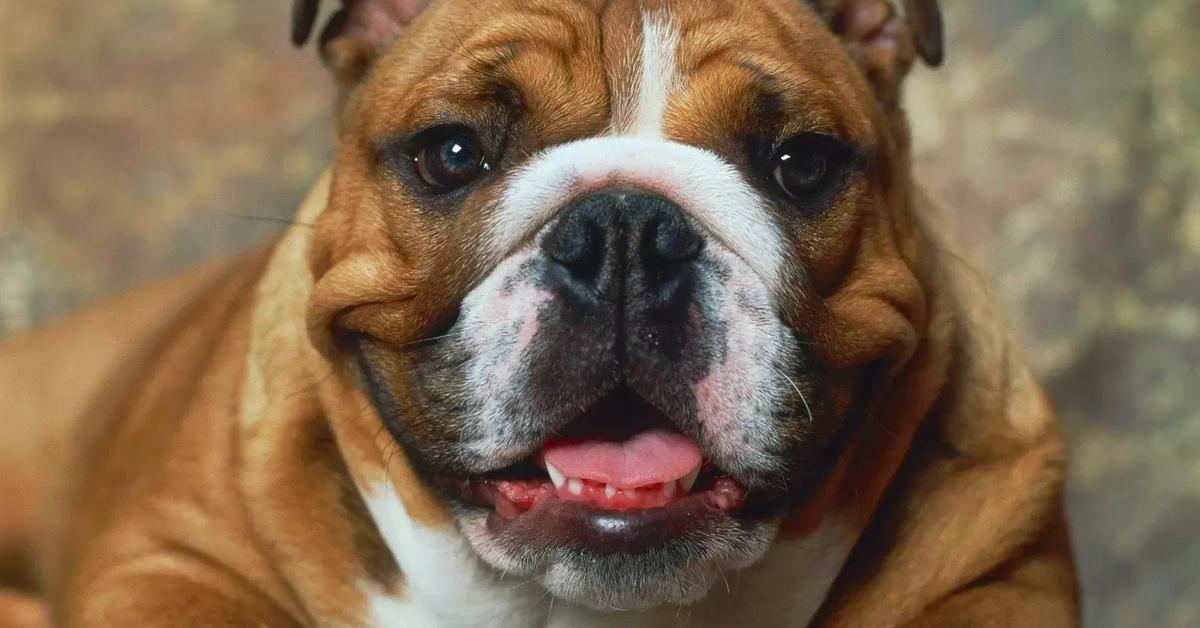 Captured moment of the English Bulldog, in Indonesia known as Bulldog Inggris.