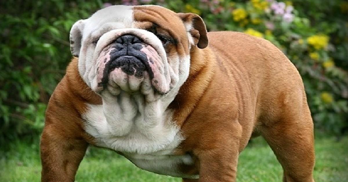 Captured beauty of the English Bulldog, or Canis lupus in the scientific world.