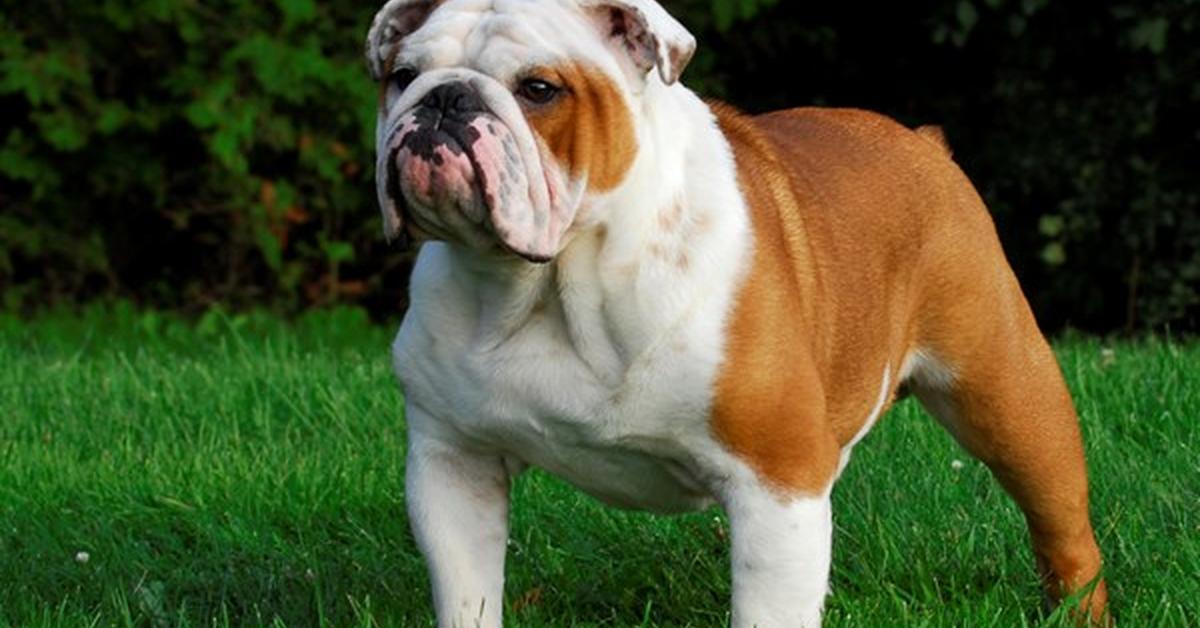 A look at the English Bulldog, also recognized as Bulldog Inggris in Indonesian culture.