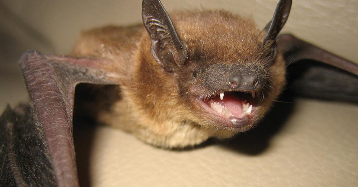 Captivating shot of the Evening Bat, or Kelelawar Malam in Bahasa Indonesia.