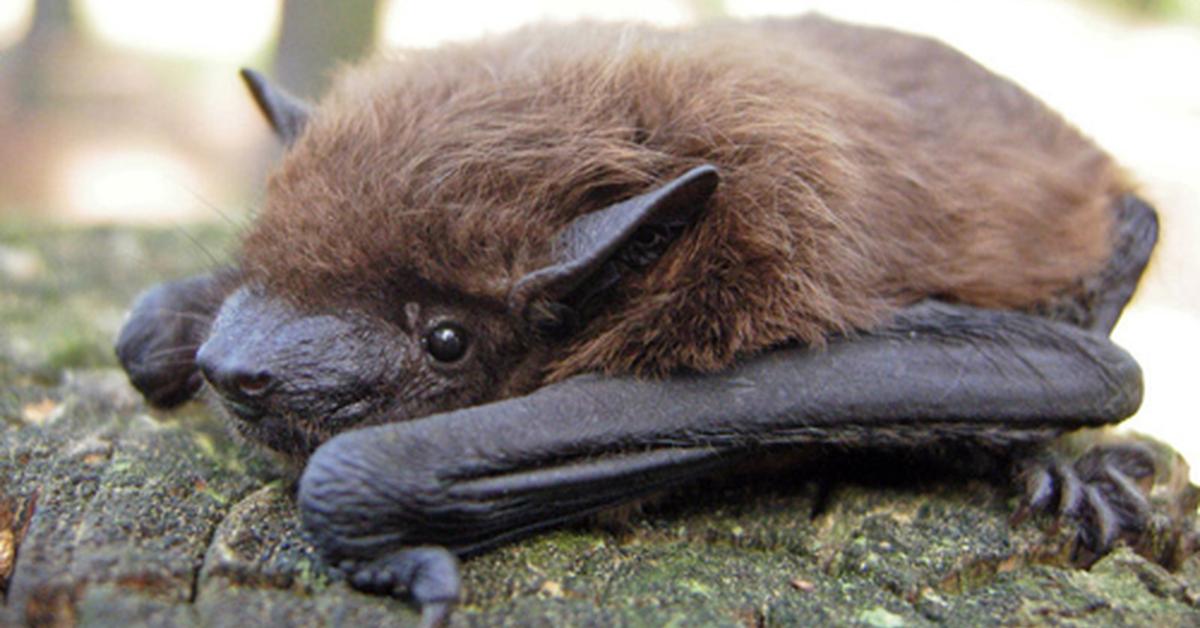 Captivating shot of the Evening Bat, or Kelelawar Malam in Bahasa Indonesia.