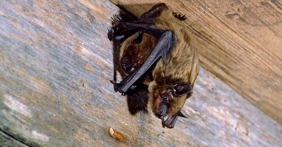 Engaging shot of the Evening Bat, recognized in Indonesia as Kelelawar Malam.