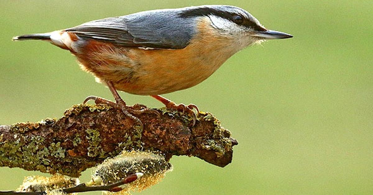 Picture of Eurasian Nuthatch, known in Indonesia as Burung Kicuit Eurasia.