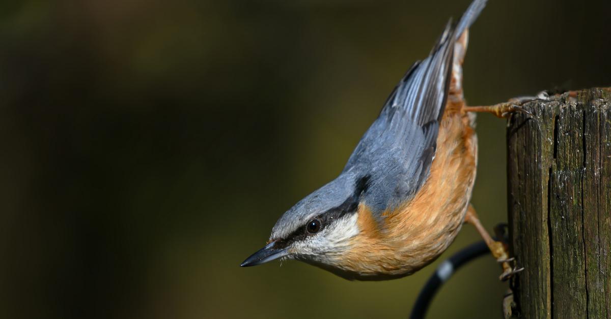 Detailed shot of the Eurasian Nuthatch, or Sitta europaea, in its natural setting.