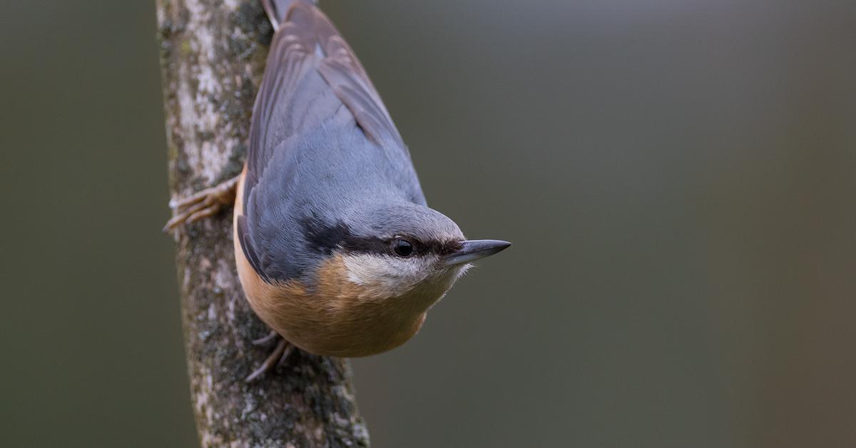 Visual of Eurasian Nuthatch, or Burung Kicuit Eurasia in Indonesian, showcasing its beauty.