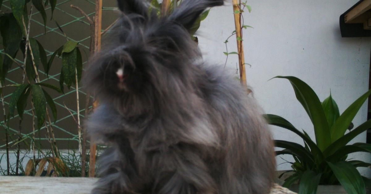 Captured moment of the English Angora Rabbit, in Indonesia known as Kelinci Angora Inggris.