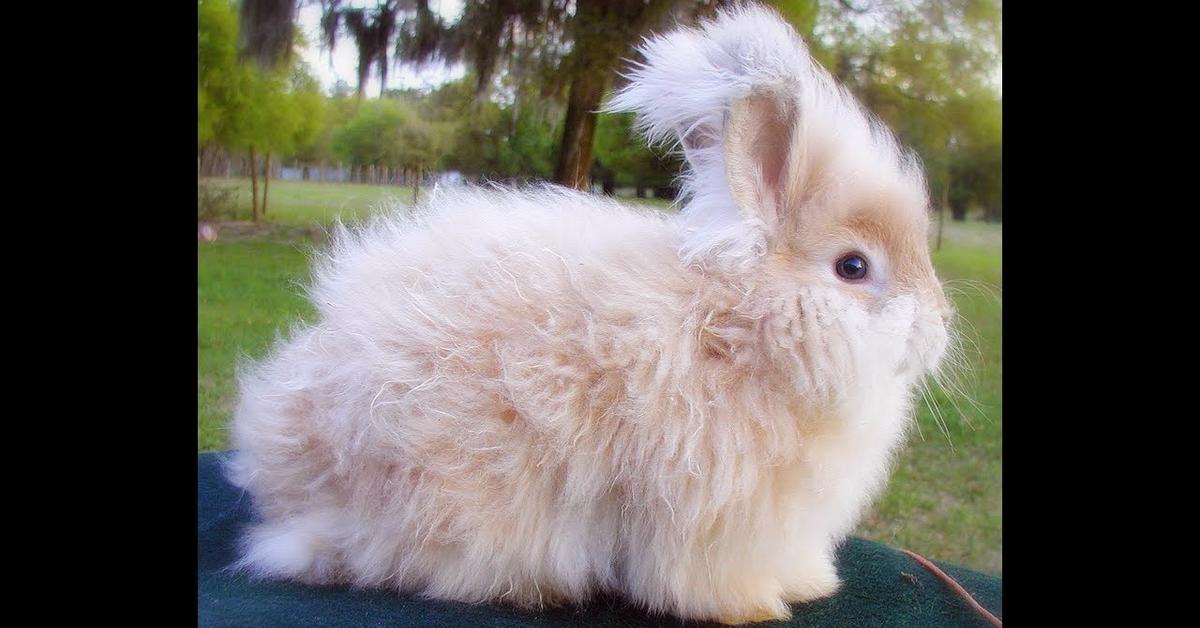 Picture of English Angora Rabbit, known in Indonesia as Kelinci Angora Inggris.