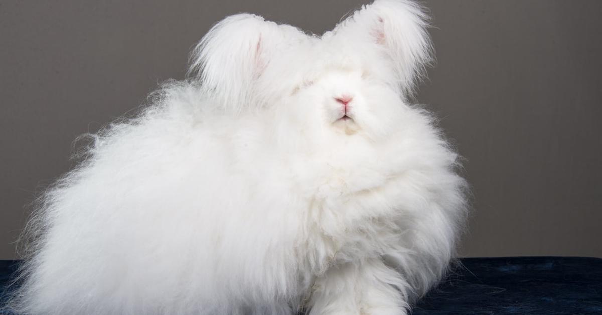 A beautiful representation of the English Angora Rabbit, scientifically Oryctolagus cuniculus domesticus.