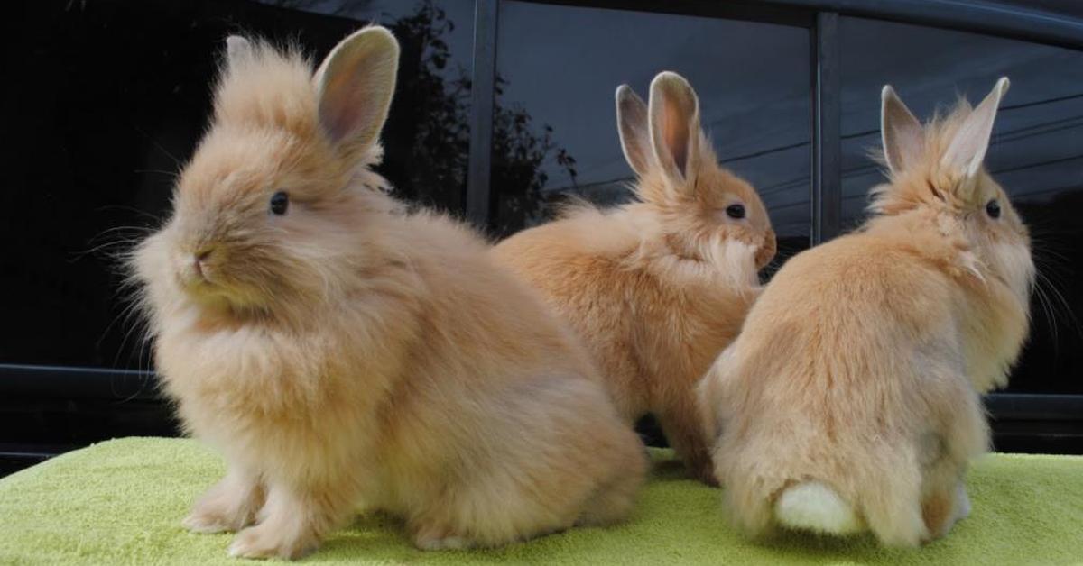 Charming view of the English Angora Rabbit, in Indonesia referred to as Kelinci Angora Inggris.