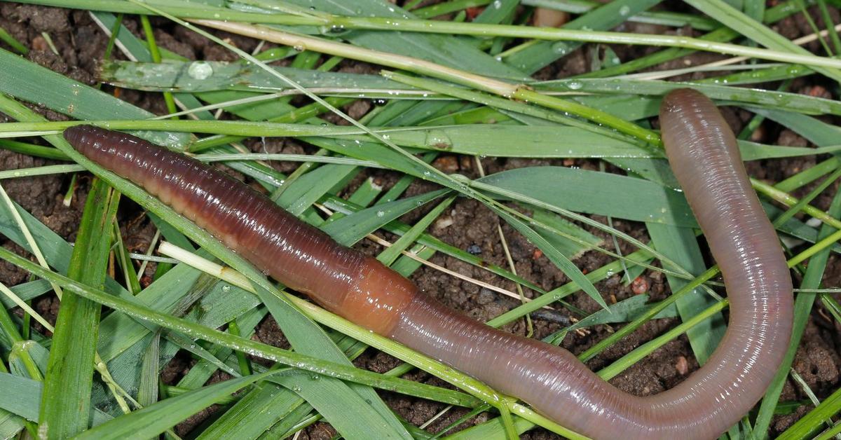 Distinctive Earthworm, in Indonesia known as Cacing Tanah, captured in this image.