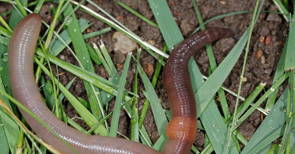 Photographic depiction of the unique Earthworm, locally called Cacing Tanah.