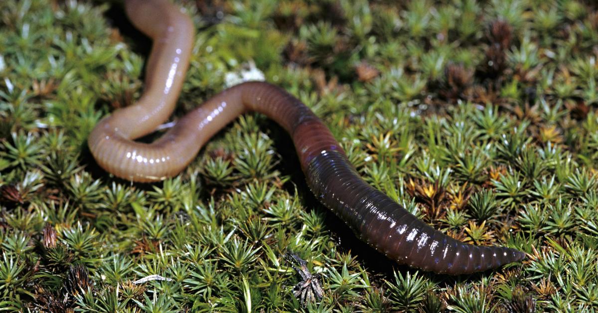 Glimpse of the Earthworm, known in the scientific community as Lumbricina.
