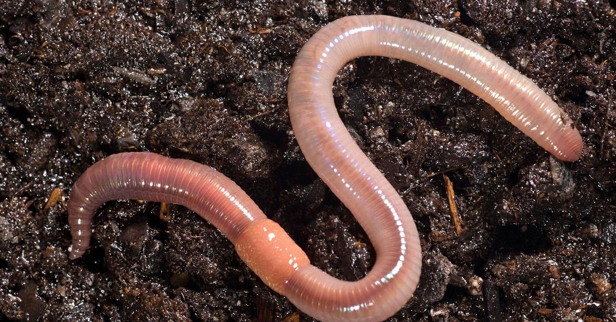 Natural elegance of the Earthworm, scientifically termed Lumbricina.