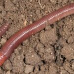 Dynamic image of the Earthworm, popularly known in Indonesia as Cacing Tanah.
