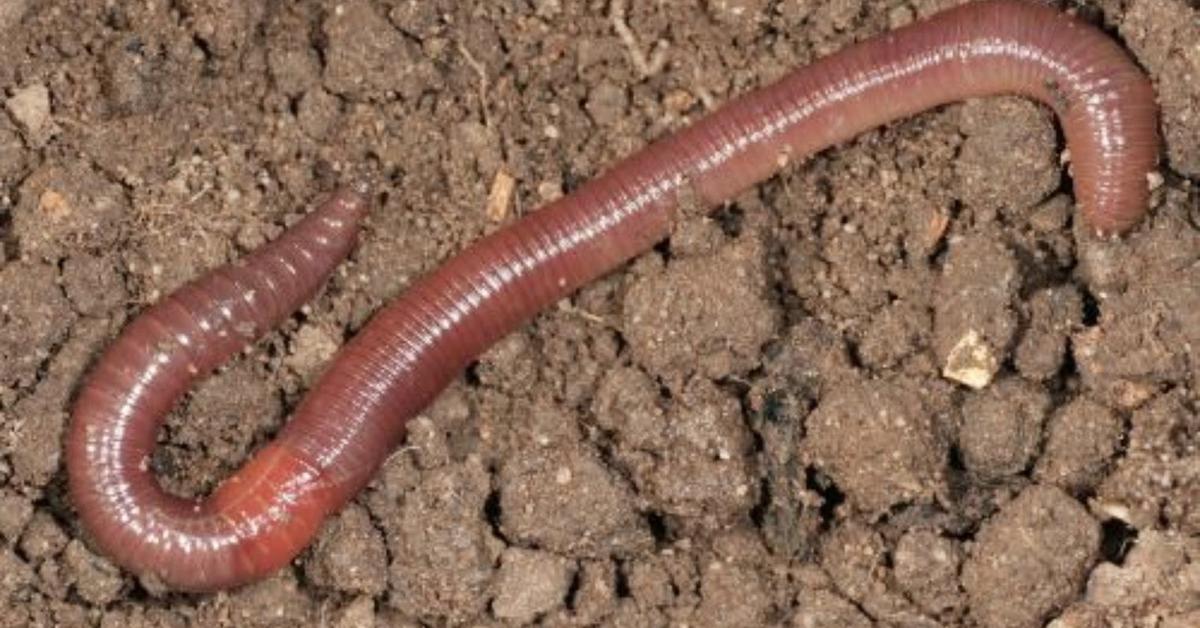 Dynamic image of the Earthworm, popularly known in Indonesia as Cacing Tanah.