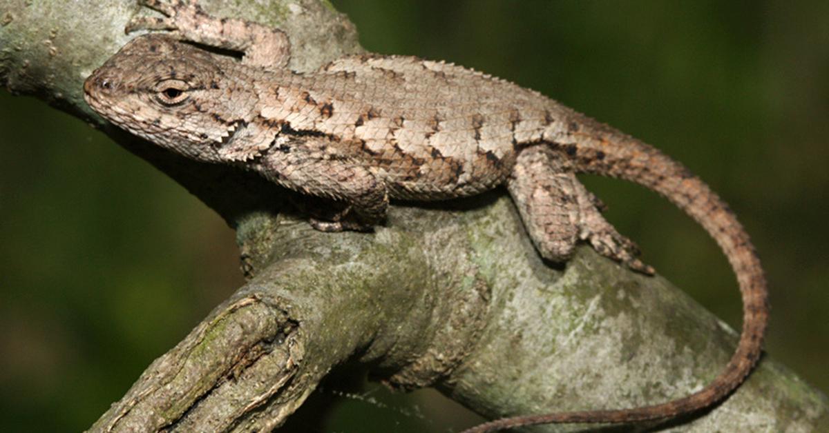 Snapshot of the intriguing Eastern Fence Lizard, scientifically named Sceloporus undulatas.