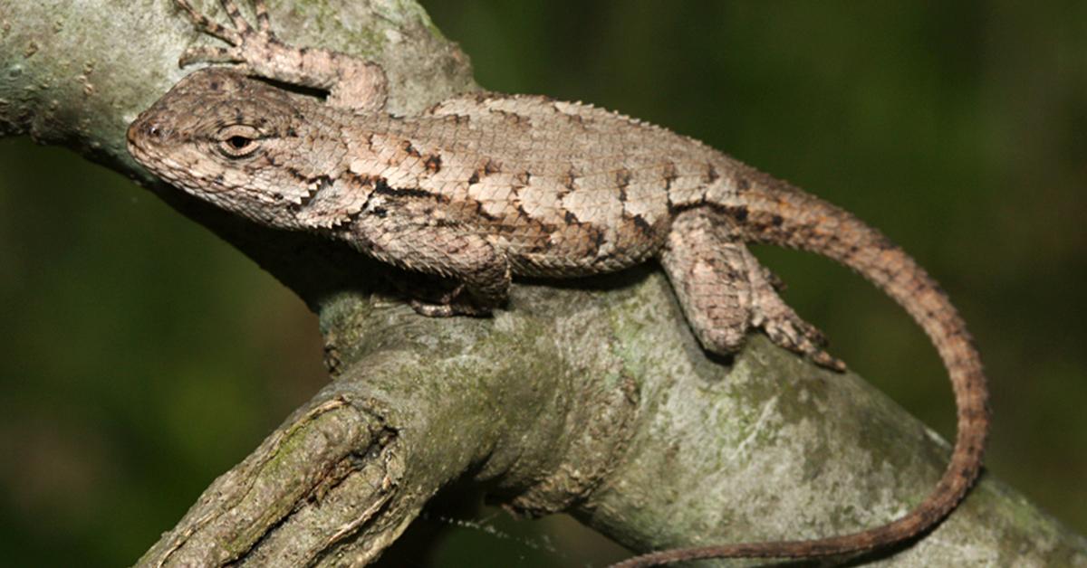 Captured moment of the Eastern Fence Lizard, in Indonesia known as Kadal Pagar Timur.