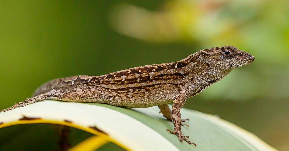 Vibrant snapshot of the Eastern Fence Lizard, commonly referred to as Kadal Pagar Timur in Indonesia.